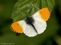 Aurorafalter (Anthocharis cardamines), Männchen - DE (MV)