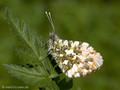 Aurorafalter (Anthocharis cardamines), Männchen - DE (MV)