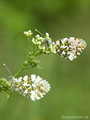 Aurorafalter (Anthocharis cardamines), Männchen/Weibchen - DE (MV)
