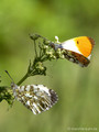 Aurorafalter (Anthocharis cardamines), Männchen/Weibchen - DE (MV)