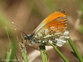 Aurorafalter (Anthocharis cardamines), Männchen - DE (MV)