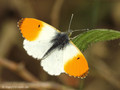 Aurorafalter (Anthocharis cardamines), Männchen - DE (MV)