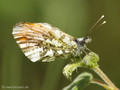 Aurorafalter (Anthocharis cardamines), Männchen - DE (MV)