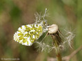 Aurorafalter (Anthocharis cardamines), Weibchen - DE (MV)