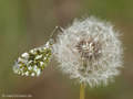 Aurorafalter (Anthocharis cardamines), Weibchen - DE (MV)