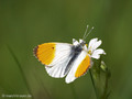 Aurorafalter (Anthocharis cardamines), Männchen - DE (MV)