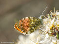 Aurorafalter (Anthocharis cardamines), Männchen - DE (MV)