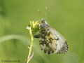 Aurorafalter (Anthocharis cardamines), Weibchen bei der Eiablage am Turmkraut (Arabis glabra) - DE (MV)