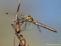Schwarze Heidelibelle (Sympetrum danae), altes Weibchen - DE (SH)