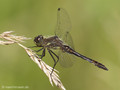 Schwarze Heidelibelle (Sympetrum danae), Männchen - DE (HH)