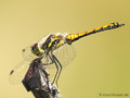 Schwarze Heidelibelle (Sympetrum danae), unausgefärbtes Männchen - DE (SH)
