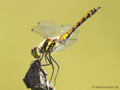 Schwarze Heidelibelle (Sympetrum danae), unausgefärbtes Männchen - DE (SH)