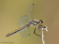 Schwarze Heidelibelle (Sympetrum danae), altes Weibchen - DE (HH)