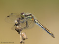 Schwarze Heidelibelle (Sympetrum danae), altes Weibchen - DE (HH)