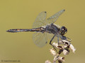 Schwarze Heidelibelle (Sympetrum danae), Männchen - DE (HH)