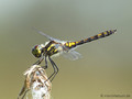 Schwarze Heidelibelle (Sympetrum danae), unausgefärbtes Männchen - DE (SH)