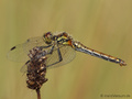 Schwarze Heidelibelle (Sympetrum danae), Weibchen - DE (HH)