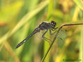 Schwarze Heidelibelle (Sympetrum danae), Männchen - DE (NI)