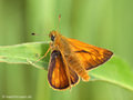 Rostfarbiger Dickkopffalter (Ochlodes sylvanus), Männchen - DE (SH)