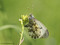 Aurorafalter (Anthocharis cardamines), Weibchen bei der Eiablage am Turmkraut (Arabis glabra) - DE (MV)