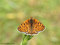 Wegerich-Scheckenfalter (Melitaea cinxia), 30.05.21 - DE (MV)