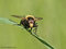 Hummel-Waldschwebfliege (Volucella bombylans), Männchen - DE (MV)