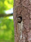 Star (Sturnus vulgaris), Jungtier, Brutplatz verlassene Spechthöhle - DE (MV)