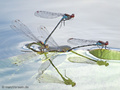 Großes Granatauge (Erythromma najas), zwei Paare bei der Eiablage - DE (ST)