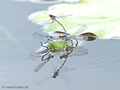 Großes Granatauge (Erythromma najas), drei Paare bei der Eiablage - DE (ST)