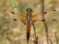 Vierfleck (Libellula quadrimaculata), Männchen - DE (MV)