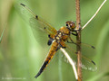 Vierfleck (Libellula quadrimaculata), Männchen - DE (HH)