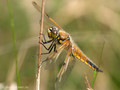 Vierfleck (Libellula quadrimaculata), Weibchen - DE (MV)