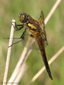 Vierfleck (Libellula quadrimaculata), Männchen - DE (MV)