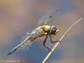 Vierfleck (Libellula quadrimaculata), Männchen - DE (HH)