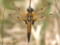 Vierfleck (Libellula quadrimaculata), Weibchen - DE (MV)