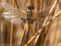 Vierfleck (Libellula quadrimaculata), unausgefärbtes Männchen - DE (MV)