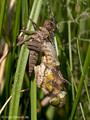 Vierfleck (Libellula quadrimaculata), Männchen beim Schlupf - DE (MV)