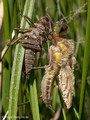 Vierfleck (Libellula quadrimaculata), Männchen beim Schlupf - DE (MV)