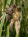 Vierfleck (Libellula quadrimaculata), Männchen beim Schlupf - DE (MV)