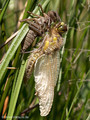 Vierfleck (Libellula quadrimaculata), Männchen beim Schlupf - DE (MV)