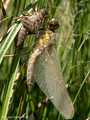 Vierfleck (Libellula quadrimaculata), Männchen beim Schlupf - DE (MV)