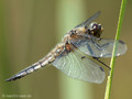 Vierfleck (Libellula quadrimaculata), Männchen - DE (SH)