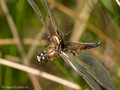 Vierfleck (Libellula quadrimaculata), als Beute der Schilfradspinne (Larinioides cornutus) - DE (MV)