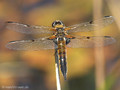 Vierfleck (Libellula quadrimaculata), Weibchen - DE (HH)