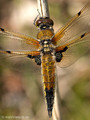 Vierfleck (Libellula quadrimaculata), Männchen - DE (MV)