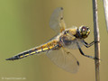 Vierfleck (Libellula quadrimaculata), Männchen - DE (SH)