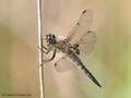 Vierfleck (Libellula quadrimaculata), Männchen - DE (MV)