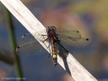 Große Moosjungfer (Leucorrhinia pectoralis), Männchen - DE (HH)