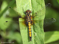 Große Moosjungfer (Leucorrhinia pectoralis), Weibchen - DE (ST)