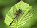 Große Moosjungfer (Leucorrhinia pectoralis), unausgefärbtes Männchen - DE (ST)